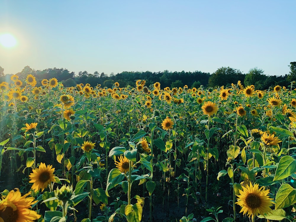 sunflower field during daytime