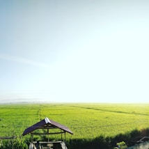 A vast, lush green field stretches towards the horizon, bathed in soft, natural sunlight. In the foreground, a small wooden structure with a slanted roof stands amidst the vibrant landscape, offering a sense of rustic charm. The sky above is clear and bright, adding to the serene atmosphere.