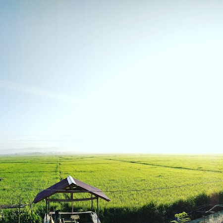 A vast, lush green field stretches towards the horizon, bathed in soft, natural sunlight. In the foreground, a small wooden structure with a slanted roof stands amidst the vibrant landscape, offering a sense of rustic charm. The sky above is clear and bright, adding to the serene atmosphere.