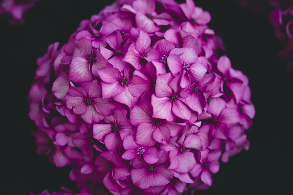 a close up of a bunch of purple flowers