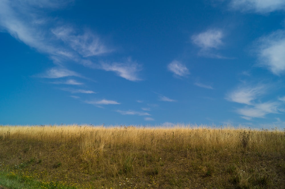 brown wheat field