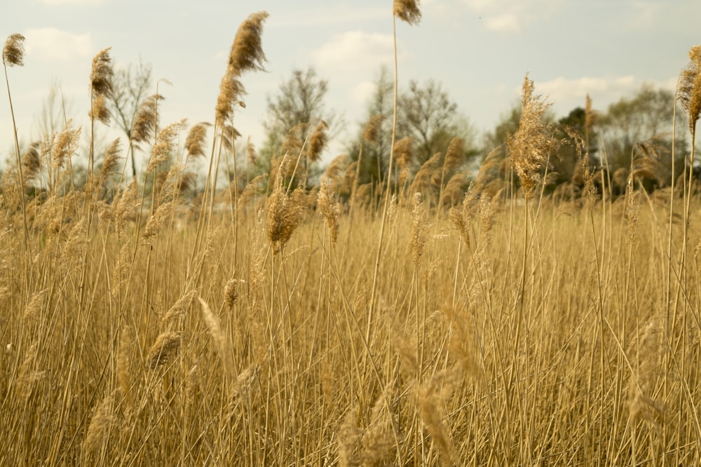 plant field