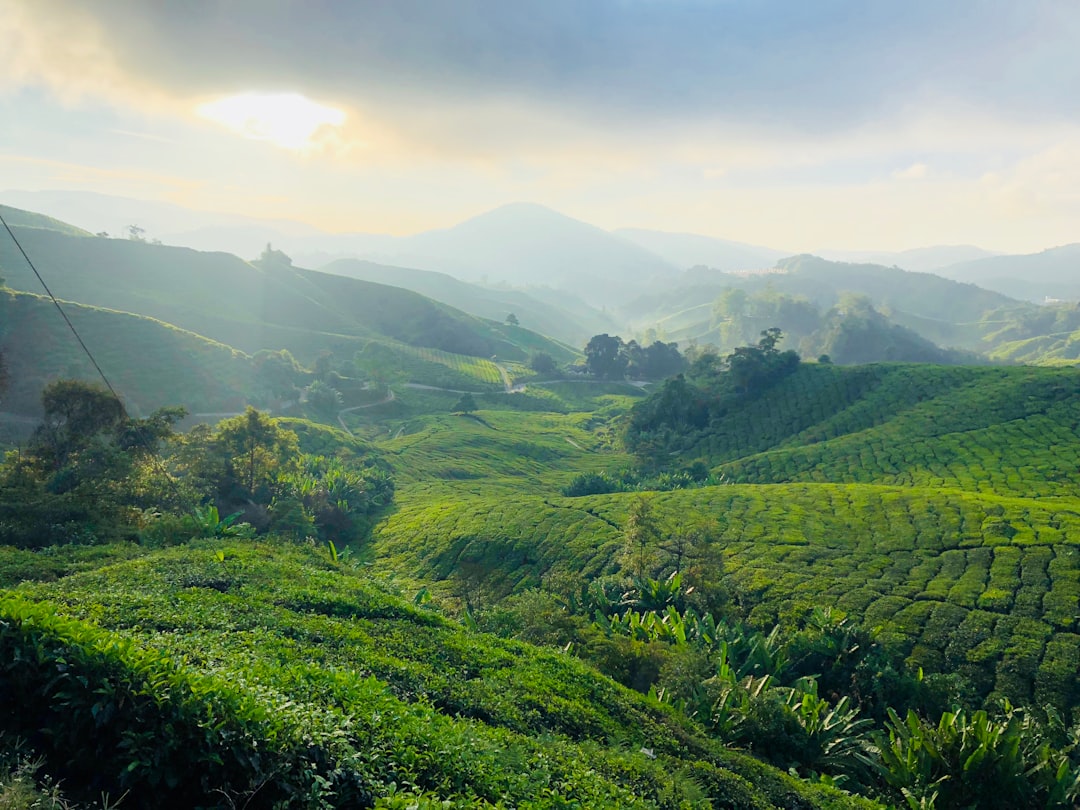 Hill station photo spot Jalan Gunung Brincang Cameron Highlands