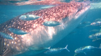 A large whale shark glides gracefully underwater surrounded by several smaller fish with striped patterns. The sunlight creates dappled patterns on the shark’s skin, enhancing its distinct markings. The water is clear, providing a vivid view of the marine scene.