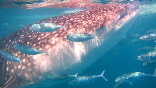 A large whale shark glides gracefully underwater surrounded by several smaller fish with striped patterns. The sunlight creates dappled patterns on the shark’s skin, enhancing its distinct markings. The water is clear, providing a vivid view of the marine scene.
