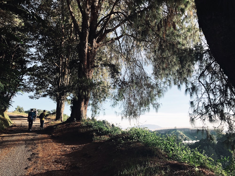 people on pathway near trees