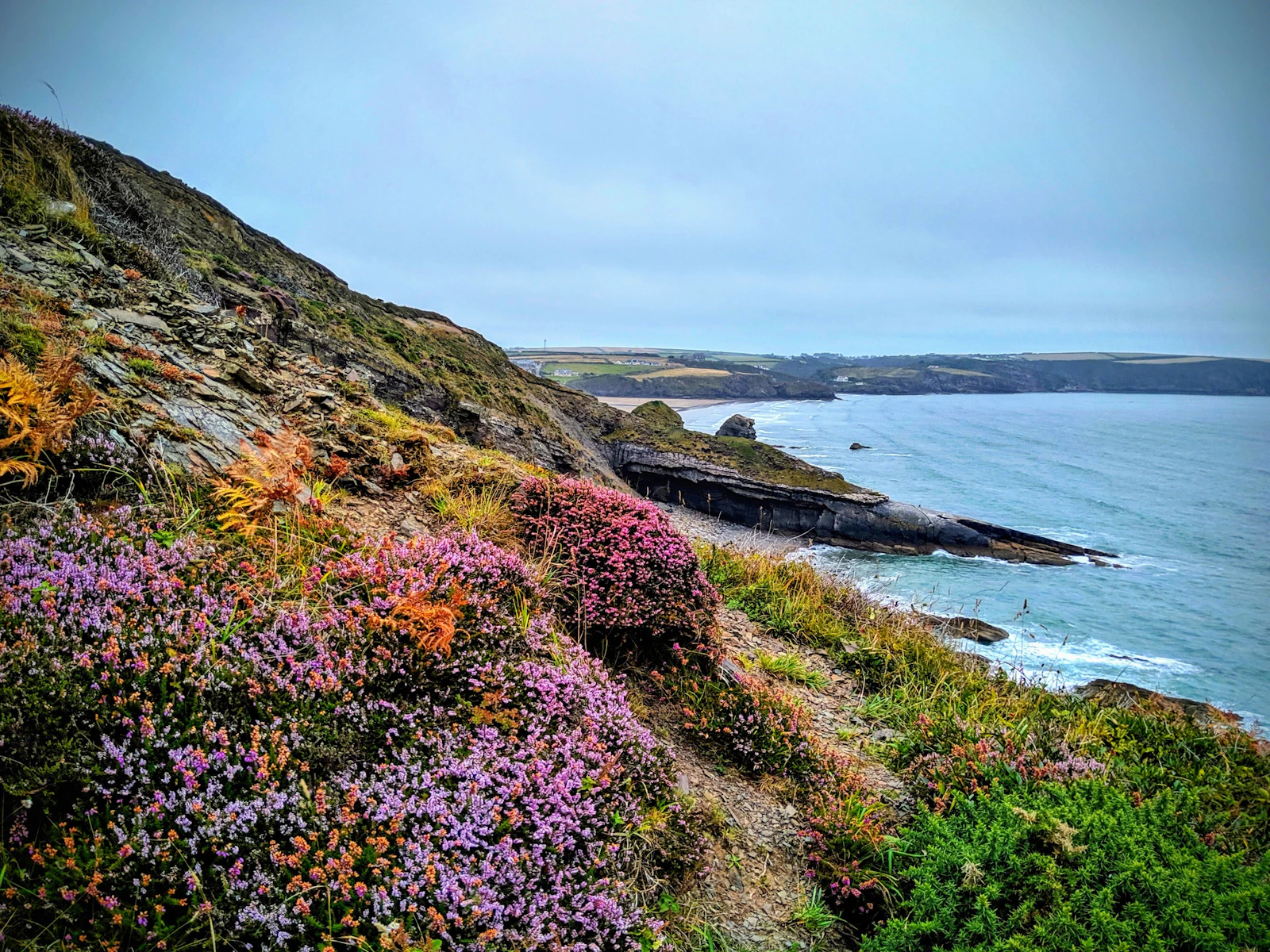 Heather on the cliffs overlooking Broad Haven on the Pembrokeshire coast.