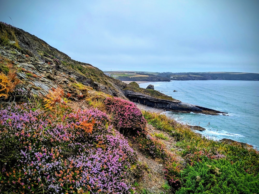 assorted-color flower field