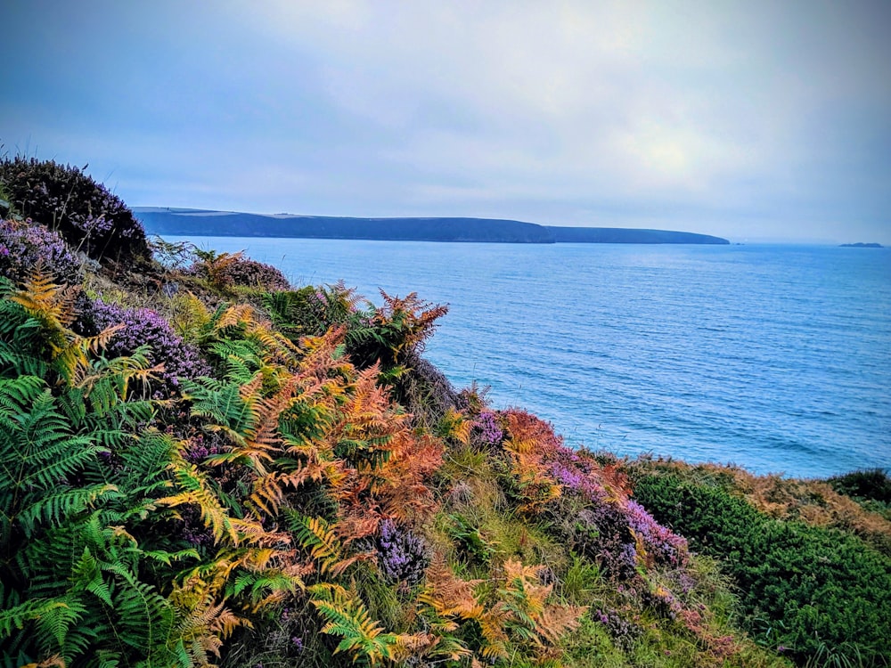 plantas coloridas em um penhasco com vista para o mar
