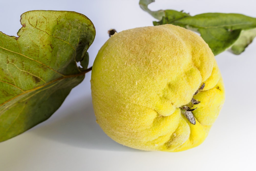 둥근 노란색 과일