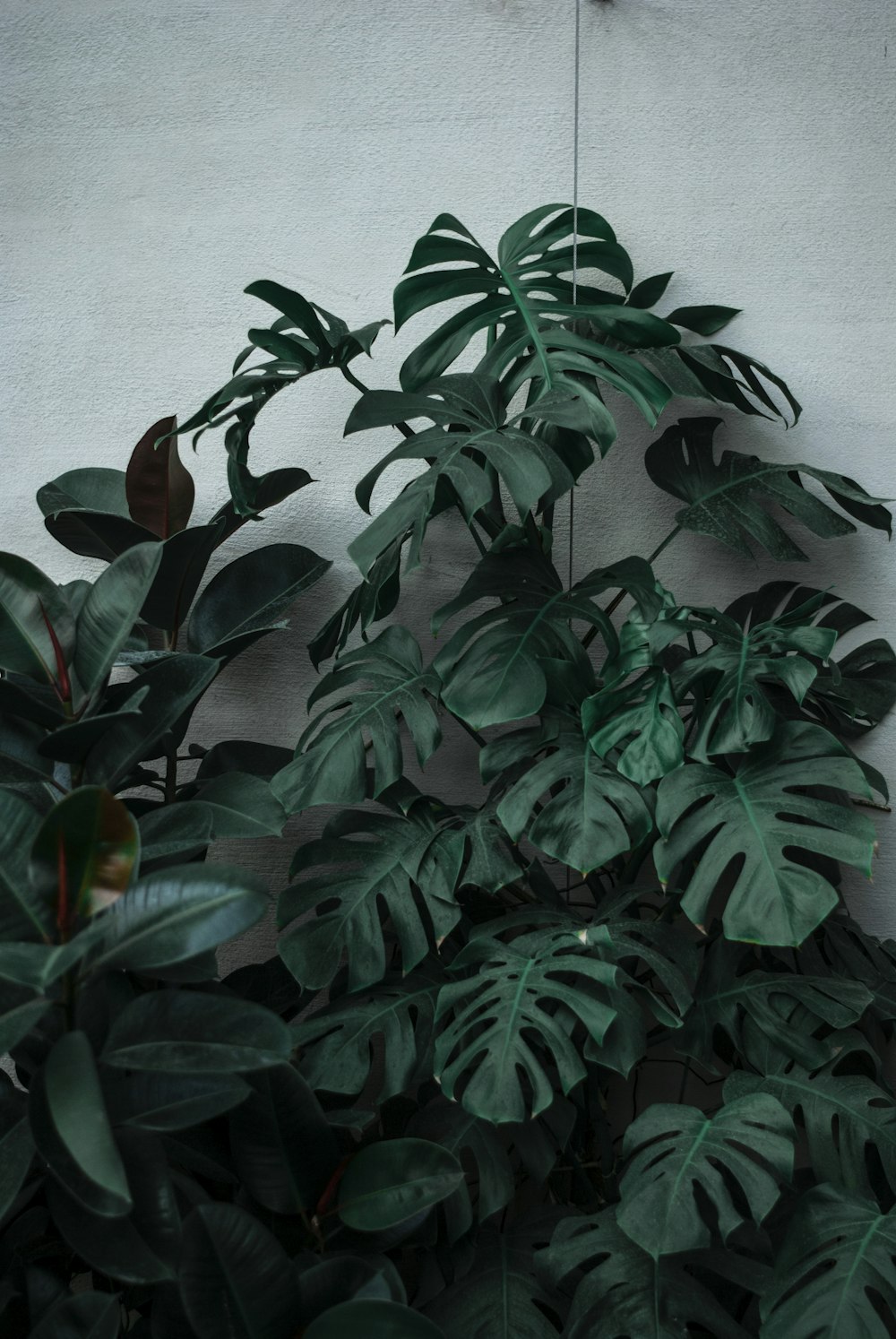 green leaf plant close-up photography