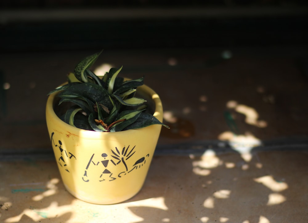 green-leafed plant in brown pot on brown surface