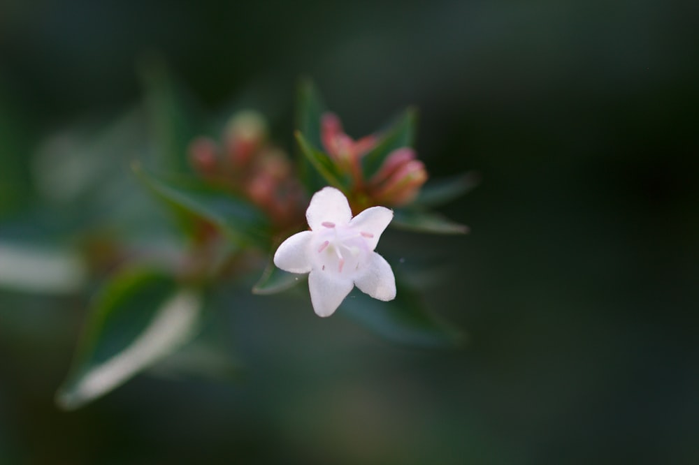 white petaled flower