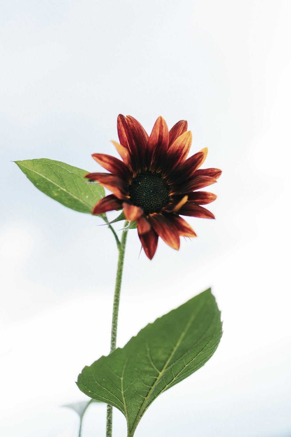 red and black petaled flower