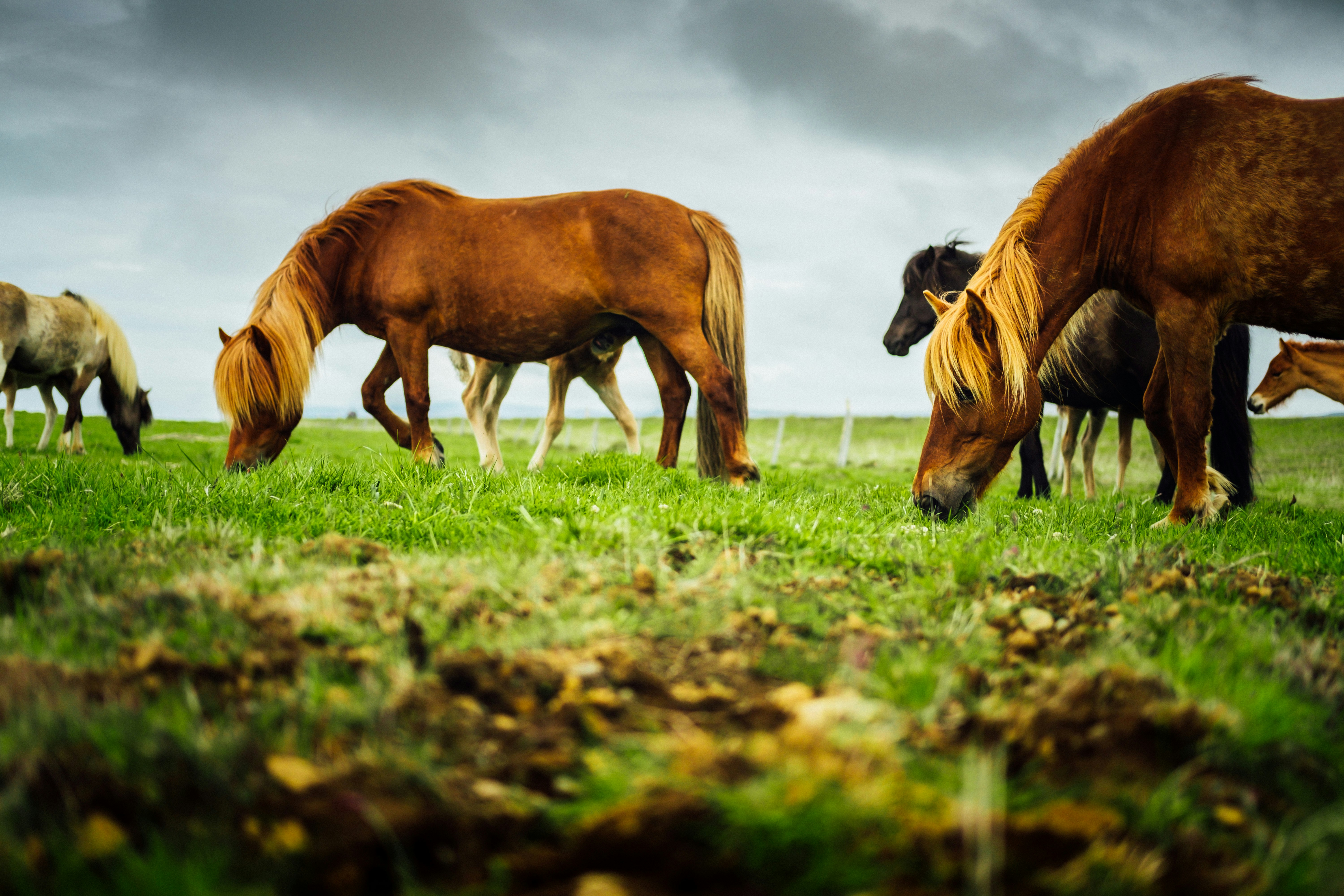 group of horses, Icelandic horses