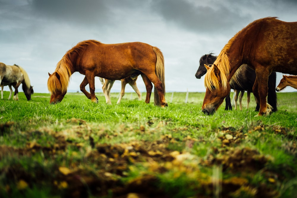 group of horses