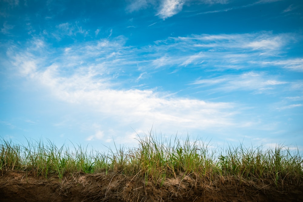 campo de grama sob céu azul claro e nuvens brancas durante o dia
