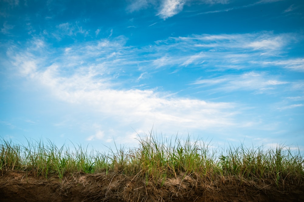 Champ d’herbe sous un ciel bleu clair et des nuages blancs pendant la journée