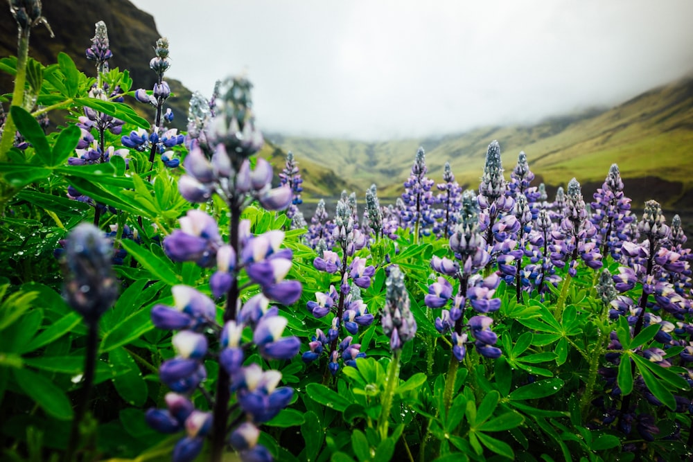 purple flower field