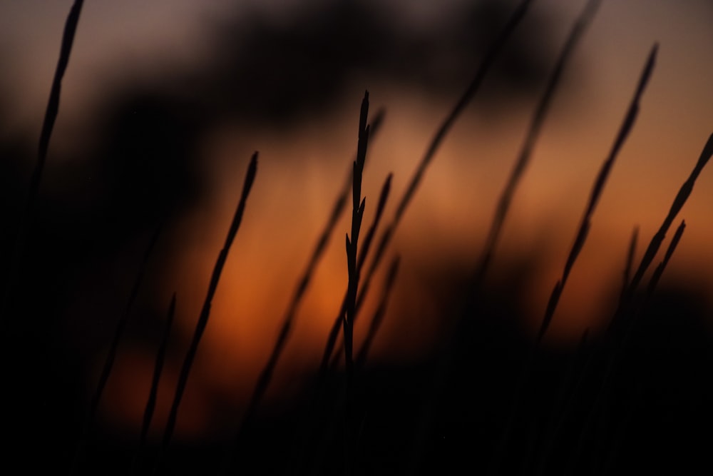 a blurry photo of some grass with the sun setting in the background