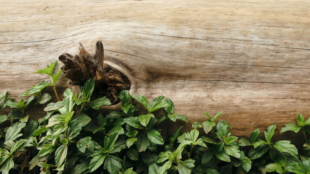 green leaves beside log