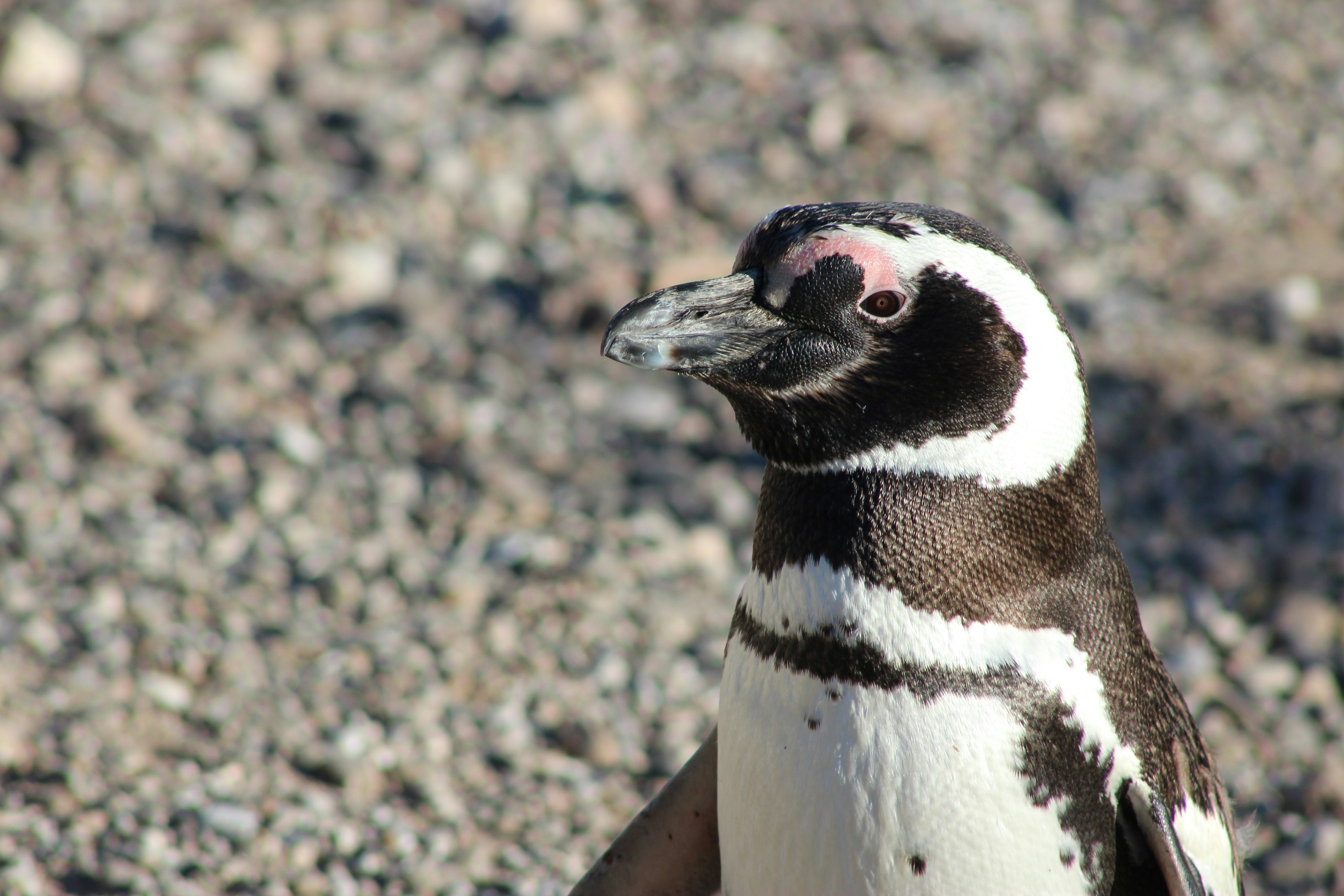 Photo by sergiomar73