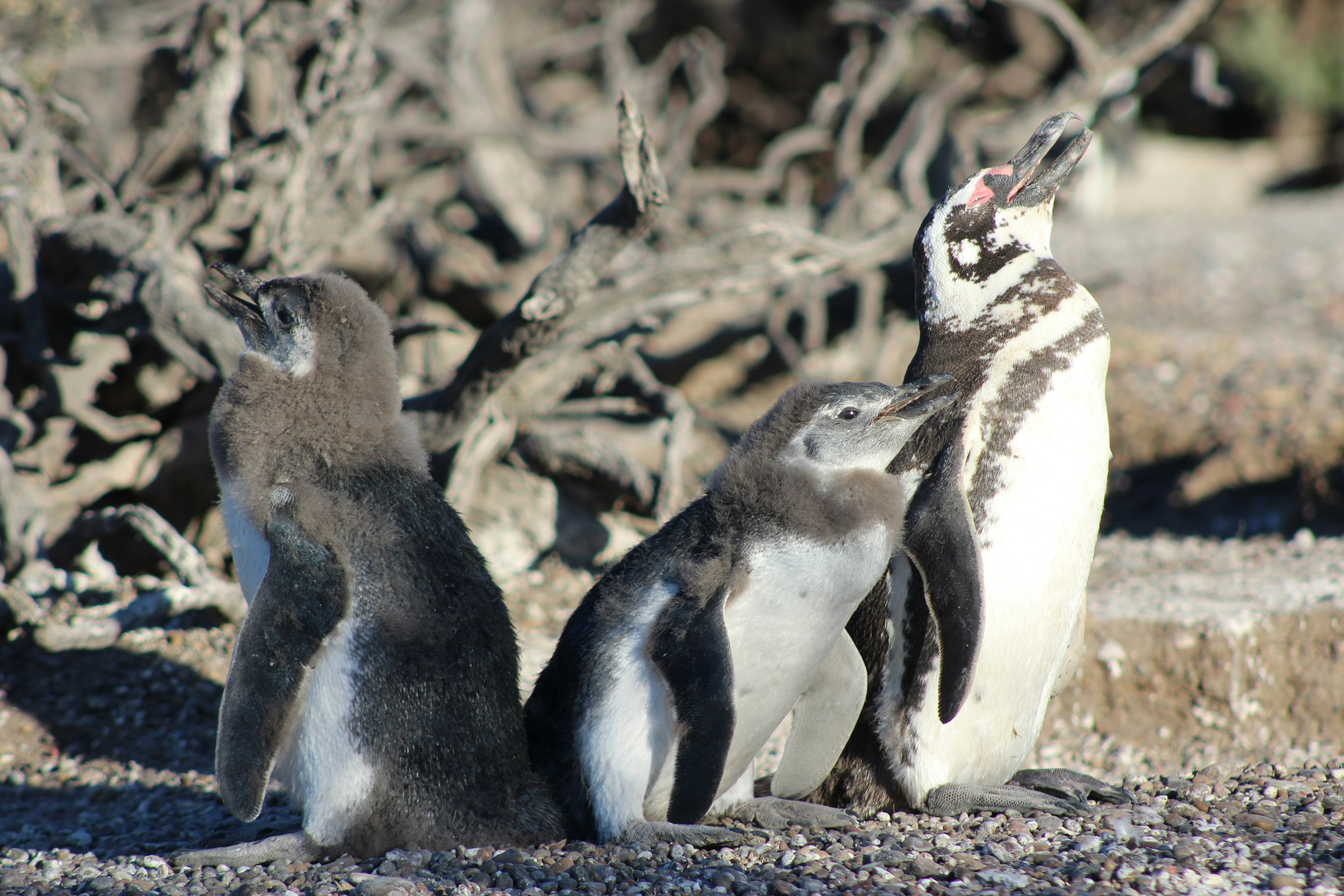 Photo by sergiomar73