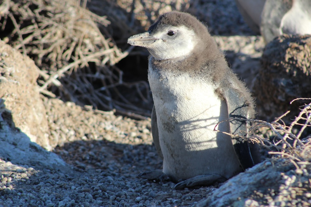 a small penguin standing on top of a pile of rocks