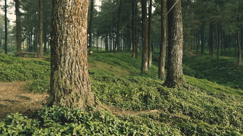 landscape photography of forest