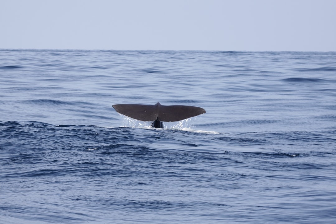whale tail in body of water