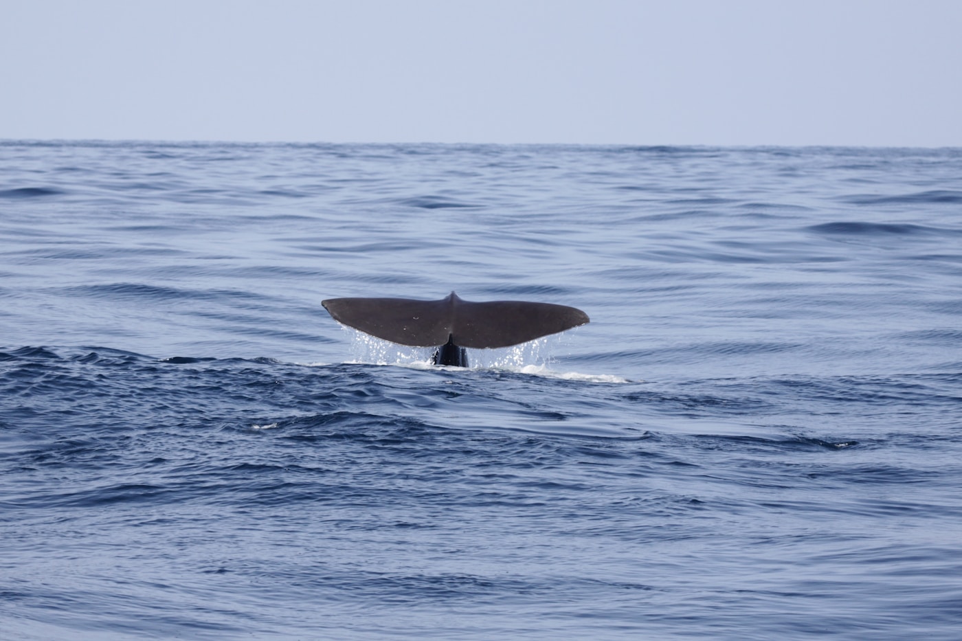 Whale fluke surfacing in the ocean off Mirissa, Sri Lanka