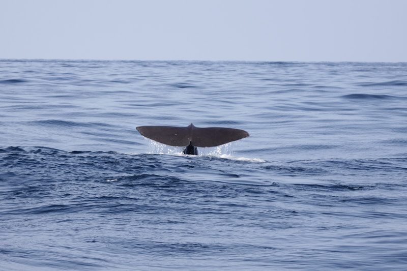 Whale fluke surfacing in the ocean off Mirissa, Sri Lanka
