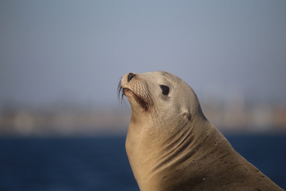 selective focus photo of white and gray seal