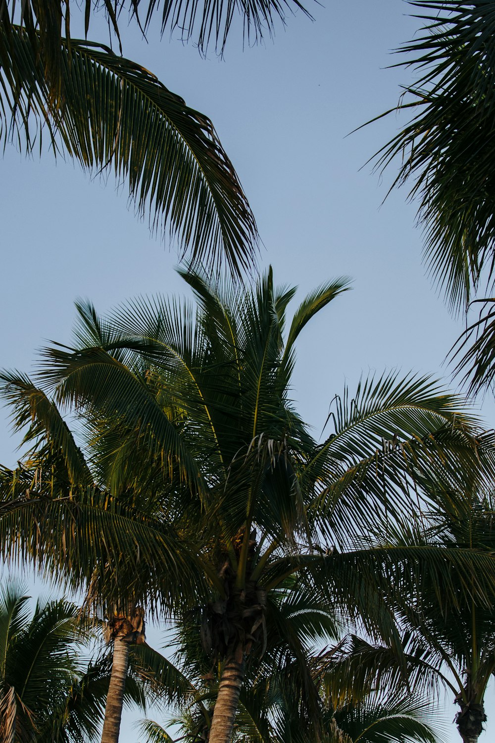 low-angle photography of green-leafed coconut trees