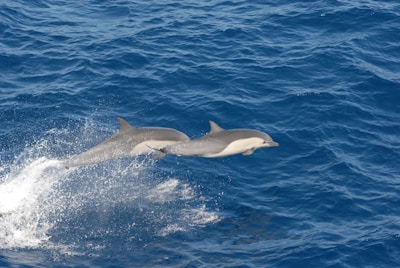 two dolphins in sea