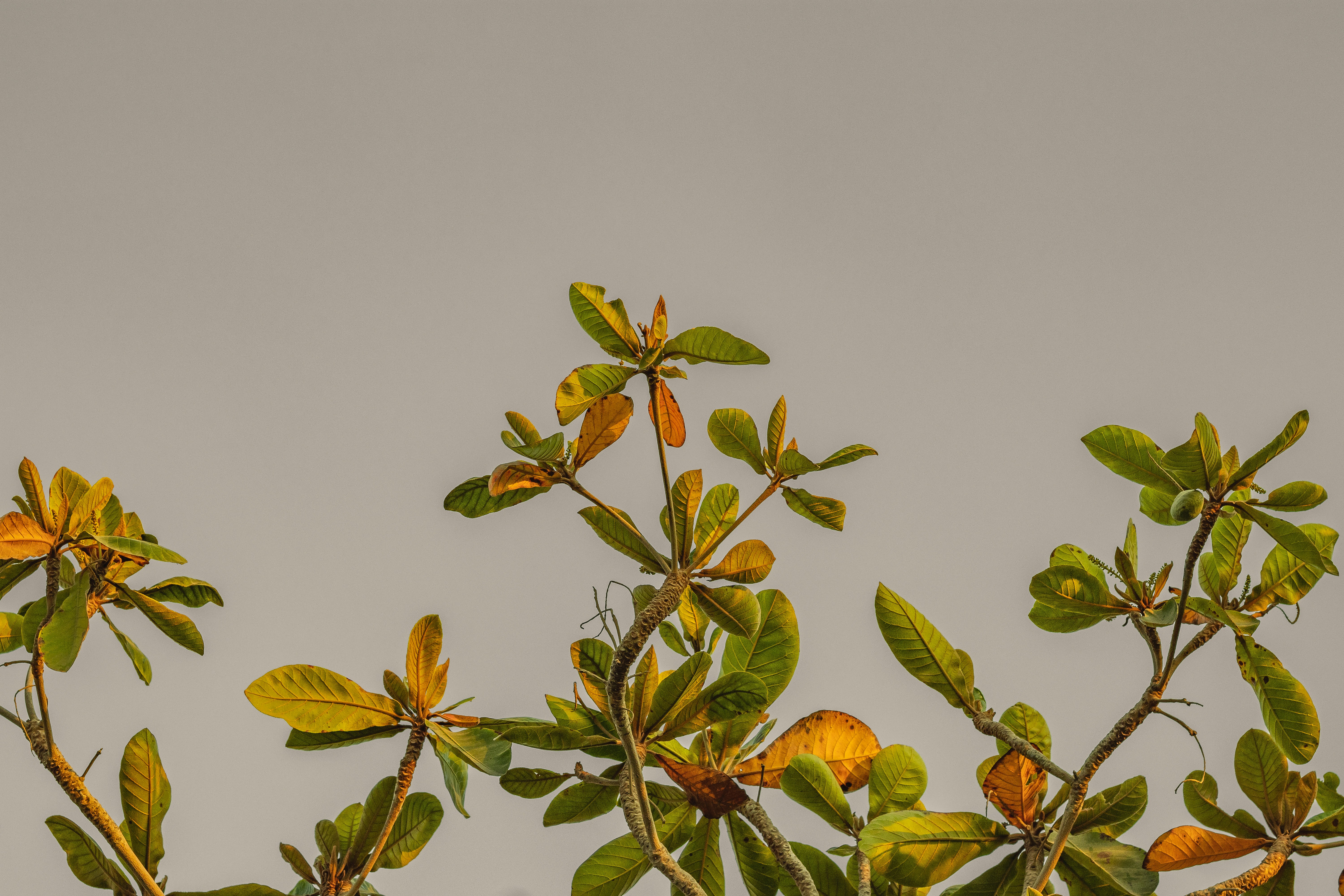 Photo by malikshibly