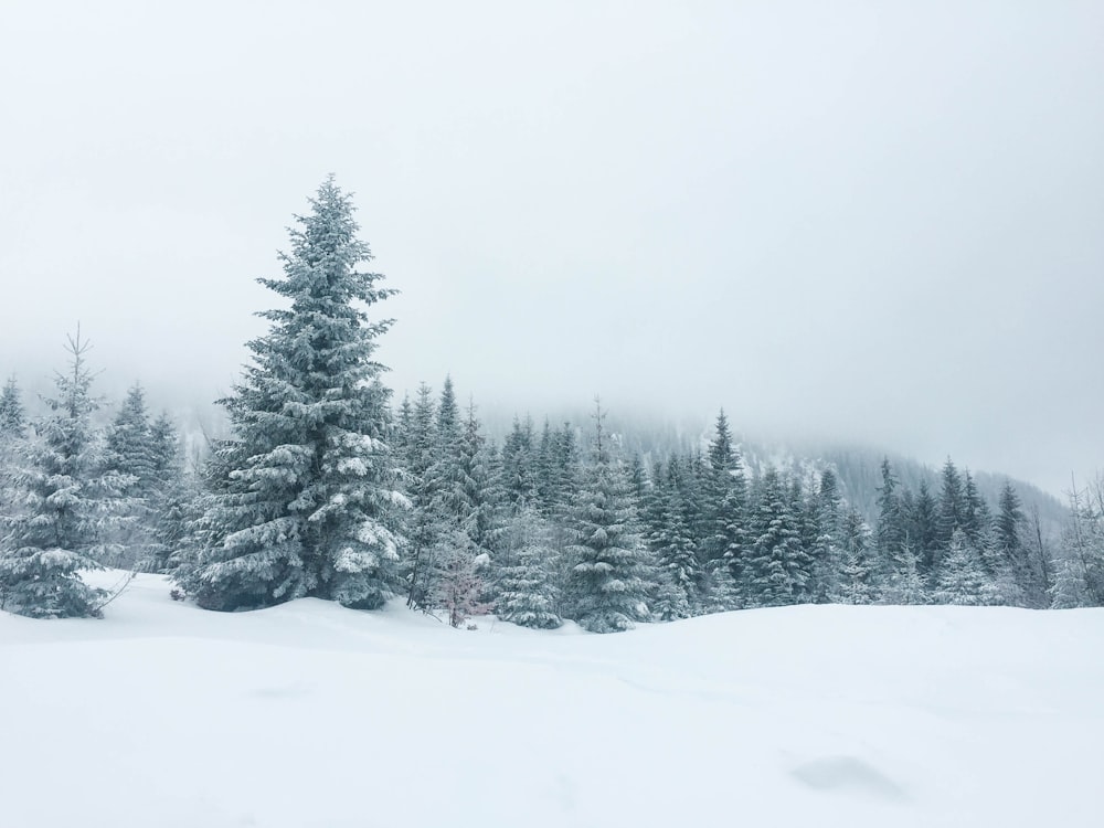 trees with snows