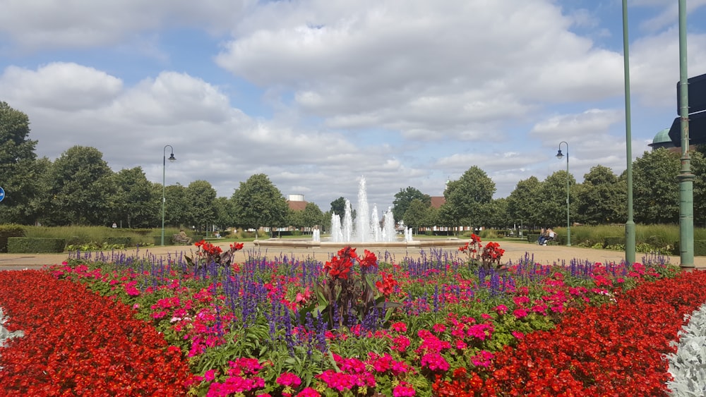 campo de flores vermelhas vendo fonte de água sob o céu branco e azul durante o dia