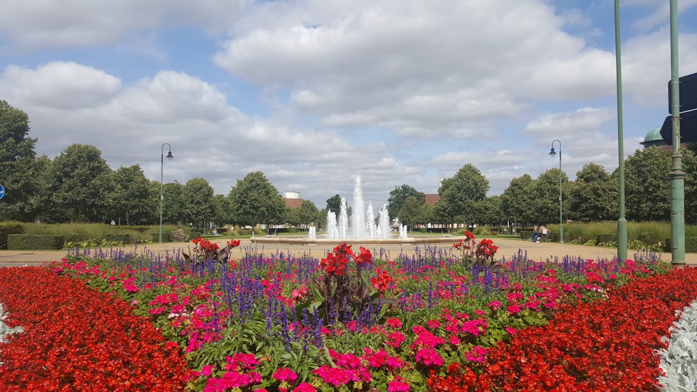 red flower field viewing water fountain under white and blue skies during daytime
