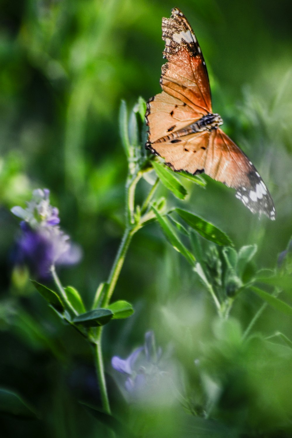 brown and black butterfly