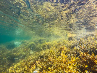 green algae underwater photography