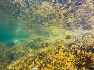 Health Vibes - algae & kelp provide vitamin B 's and minerals for thyroid function