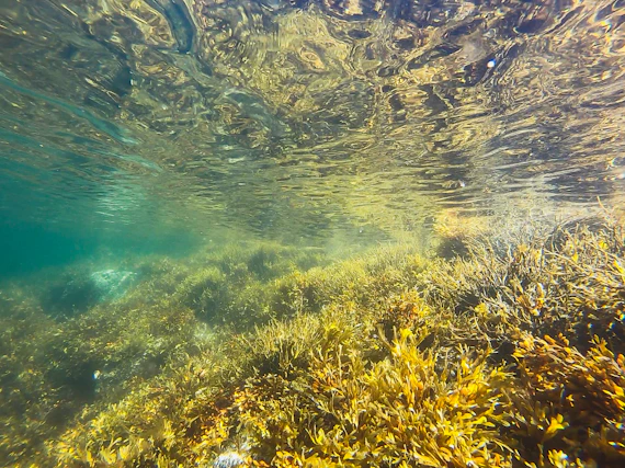 green algae underwater photography