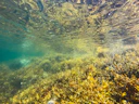 benthic algae