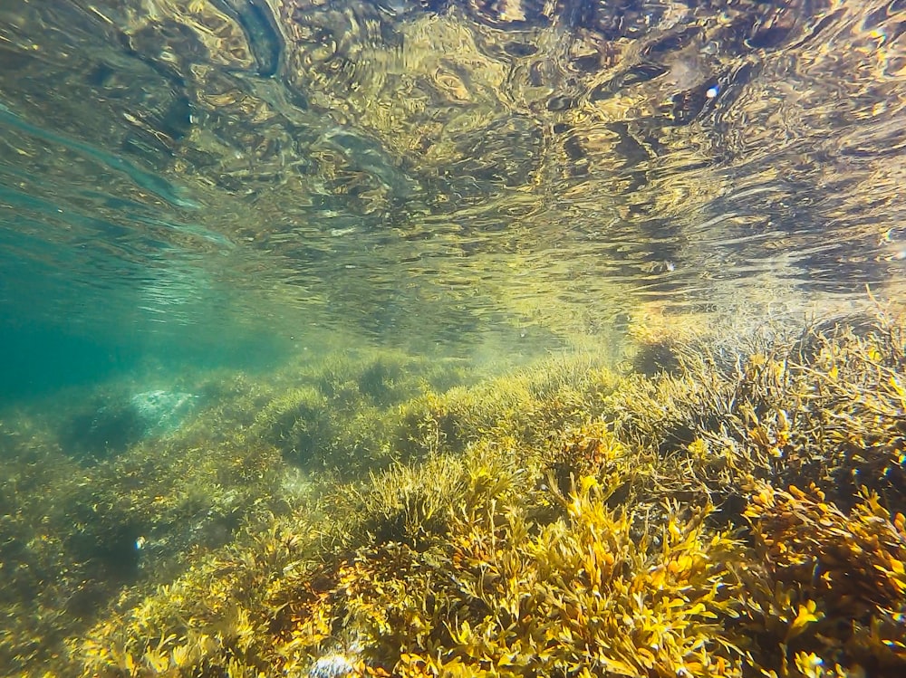 Photographie sous-marine d’algues vertes