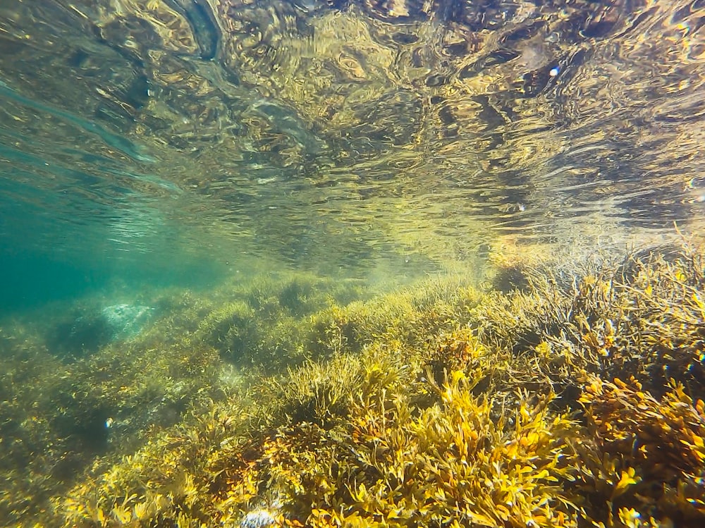 green algae underwater photography