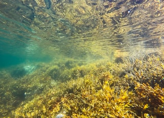 green algae underwater photography