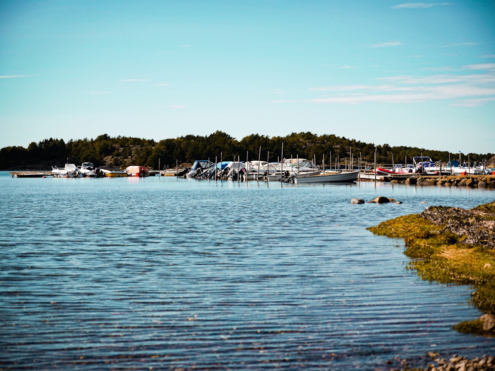 boats on body of water