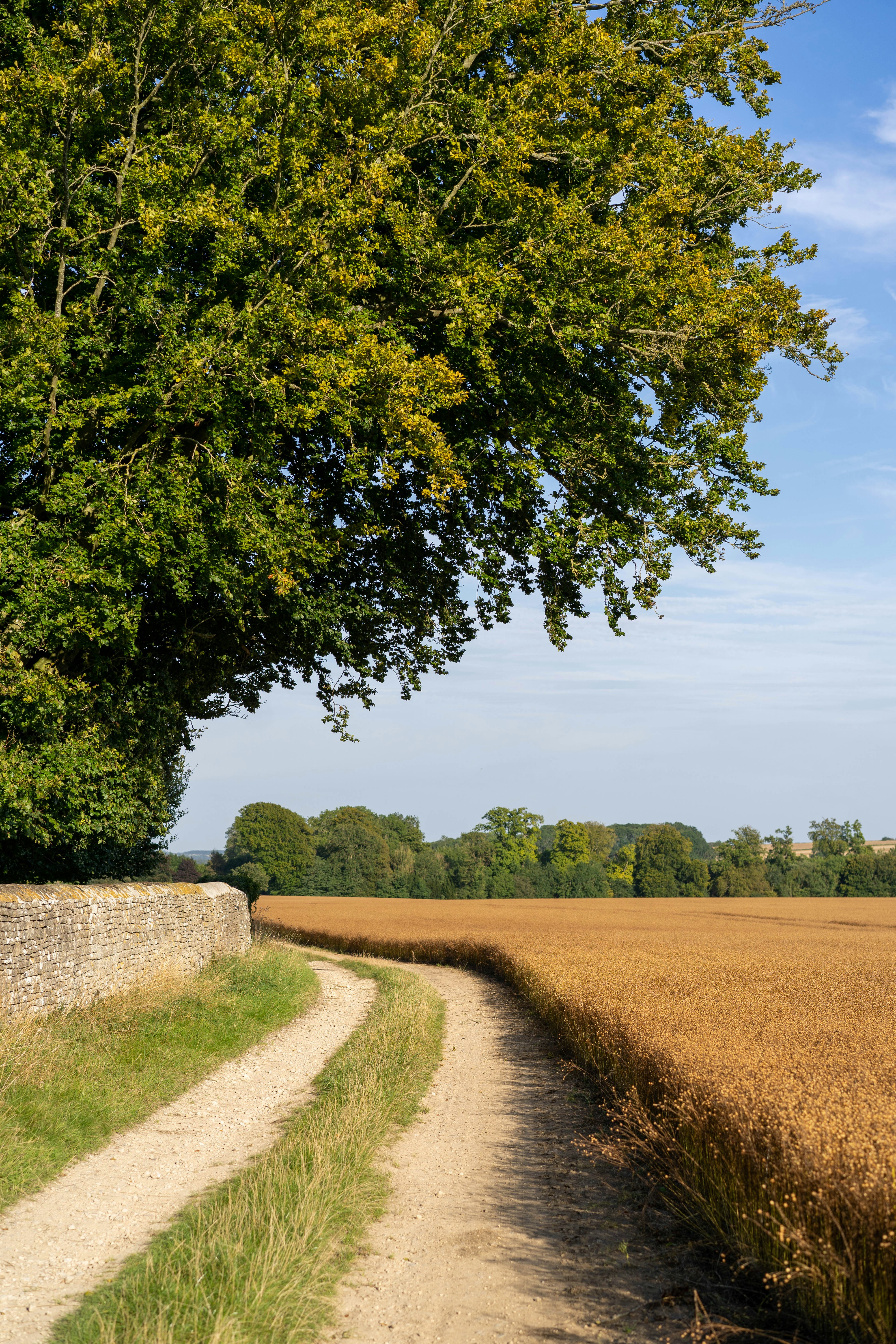 昼間の青と白の空の下で麦畑を見る道路の写真 Unsplashの無料写真