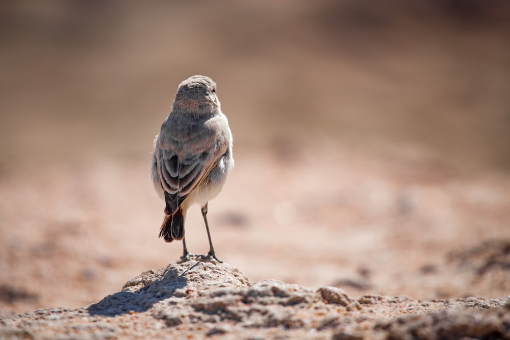 selected focus photography of white bird